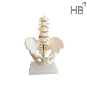 요추골반모형 HEGG-3013 (5마디요추포함) / 골반뼈 엉덩이뼈 실습 전시 병원 인체모형