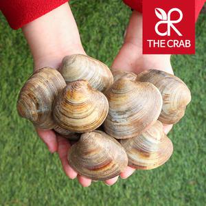 제철 백상합 백합 조개 1kg 백생합 해감 캠핑 조개구이 택배