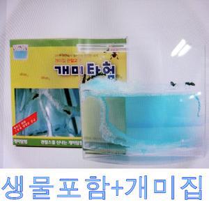 개미가 포함된- 개미키우기 세트/ 곤충 개미집 어린이선물 생물키우기 생명과학교구  관찰