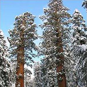 자이언트 세콰이어 씨앗 10립 / 세계 최고목 / 종자 희귀씨앗