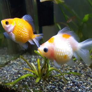 [신세계수족관] 진주린 3.5cm 1마리