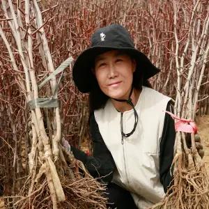 최상의 품종 대추 묘목, 다왕자오  복조대추 2년생 판매중