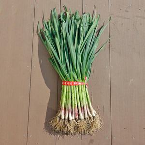 익산 탑고지마을 마늘 풋마늘 1단 2kg내외