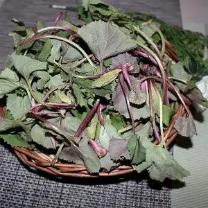 국내산 노지머위순2kg/머위나물/봄나물/자연대로팜웨이