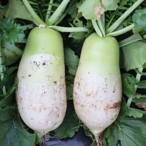 강원도 양구 펀치볼 흙 무 10kg