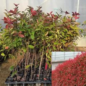 홍가시나무 (포트묘) 레드로빈 키60cm전후 울타리묘목 잎이이쁜 울타리조경