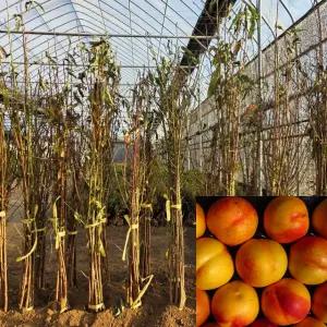 천도복숭아나무 묘목 옐로드림 (접목1년생) 특묘 복숭아묘목 과수