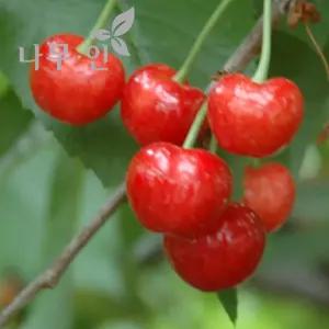 [나무인] 체리나무 콜트대목 러시아8호품종