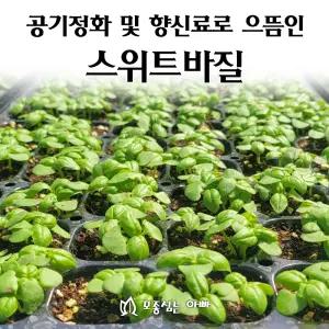 [모종심는아빠] 공기정화와 식용으로 인기 스위트바질 모종3포트