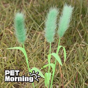 펫모닝 PMC-369 강아지풀,고양이장난감 캣츠앤독스