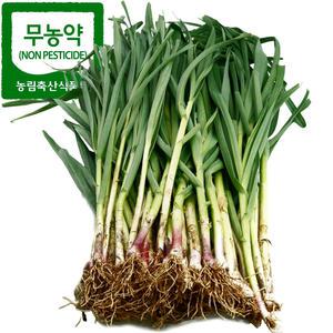 달달한 햇 풋마늘 2kg 당일수확 친환경 줄기마늘