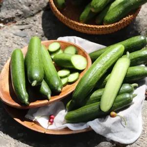 수분 가득 아삭한 GAP 미니 스낵오이 1kg(17-20개)