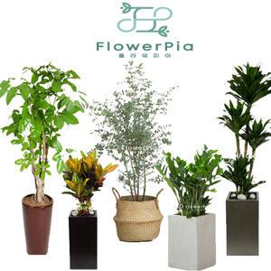 대형 인테리어 실내공기정화 화분 식물 전국꽃배달