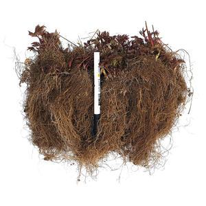 눈개승마 모종(2년차 종근 20개)