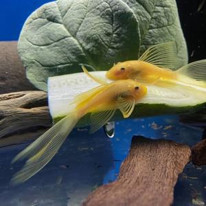 나나아쿠아 열대어 안시 롱핀 1마리 청소물고기