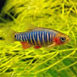 [힘찬열대어] 드워프에메랄드 라스보라 3마리