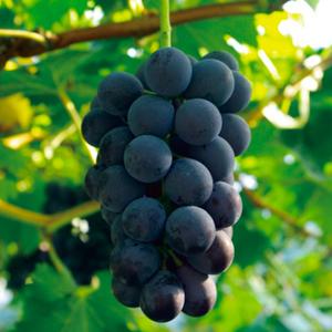 포도나무 2주세트 묘목 / 머루포도 MBA(삽) / 개량 신품종 당도높음