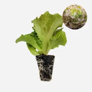 마이플랜트 아삭이상추 적생채 2개 상추 모종 쌈채소 샐러드 텃밭 채소 튼튼한 모종