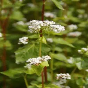 메밀씨앗 국산 메밀 종자 텃밭 가꾸기 발아 잘되는 재배용 씨앗 1kg