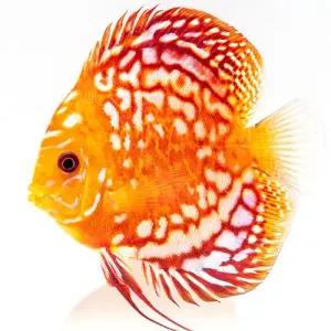 [주니멀열대어][디스커스키우기] 레드체커보드 디스커스 [ 2.8인치 / 8-10cm 내외 ]관상어