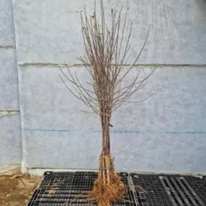 문루즈 사과 나무 묘목 특대묘 속빨간