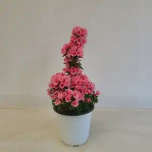 철쭉 나무 영산홍 사철 연산홍 묘목 울타리