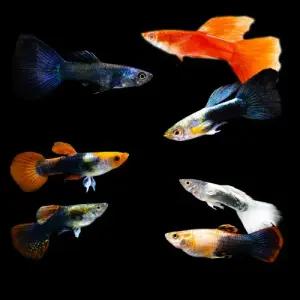 [주니멀열대어][난태생] 고정구피 수컷만 10마리관상어