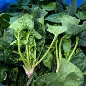 해풍맞고 자란 섬초 4kg 신안 팔금도 남해 보물초 포항초 겨울시금치