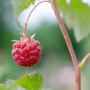 산딸기나무 산딸기묘목 왕산딸기 2년생 유실수 약용수 조경수 꽃나무(TB)