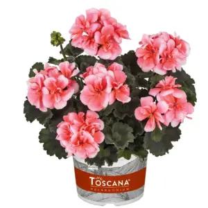 어린모종 제라늄 돌체비타 밀로우 라이트살몬(조날) 8cm분 3개, 희귀제라늄 품종(HL)