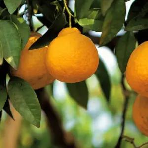 제주 고당도 한라봉 선물용 3kg (7~15과 내외)