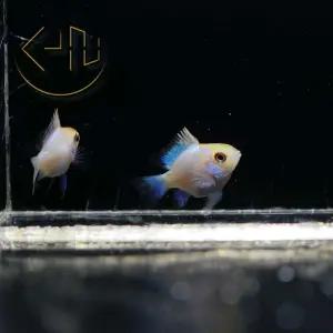 골든 헤드 네온볼 라미네지 (관상어, 열대어)