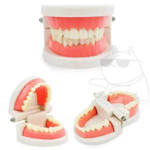펀코 치아모형 교육용 이빨 해부 실습용 치과