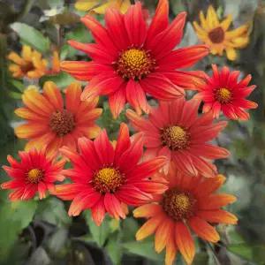 하늘바라기 2포트 꽃 모종 다년생 노지월동 정원 조경 여름 가을 야생화 C02