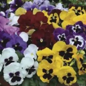 팬지 화초 삼색제비꽃 품종 꽃씨 종자 씨앗 200립