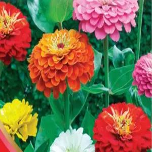 백일홍 씨앗 꽃씨앗 꽃 종자 토종 야생화 100알 (KR)