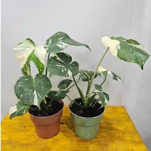 무늬몬스테라(중품) 무늬종 (신비의나무) 번식짱 높이30~45CM 1개