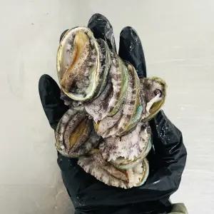 완도 급냉 꼬마 전복 1kg (40-60미내외)