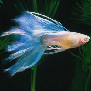 [춘자네수족관], 스왈로우 수컷[랜덤, 1마리] 구피