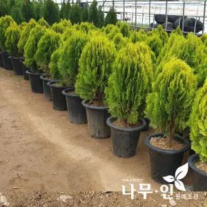 [나무인]황금측백 키50cm