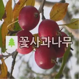 꽃사과나무 묘목 실생3년 5주
