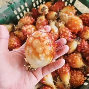 통영 제철 활 멍게 2kg 중소사이즈 해수포장