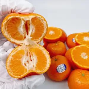 담은농가 만다린 미국산 귤 9kg / 고당도 캘리포니아 썬키스트 큐티 감귤