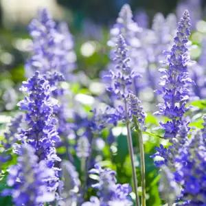 (야생화) 꽃씨앗 야생화 꽃씨 종자 허브 식용허브 키우기 200립 /플라워씨앗/꽃종자/꽃씨드/정원용/가든용/