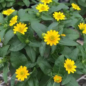 어린모종 산비탈리아 베이비 썬(애기해바라기) 8cm분