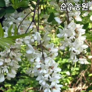 아까시나무 묘목, 아카시아 실생3년 뿌리묘 3개/속성수/공원수/정원수