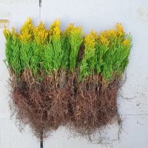 골든스마라그 삽목2년생 묘목 10주