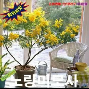 나무씨앗 노랑미모사 Yellow Mimosa 5립
