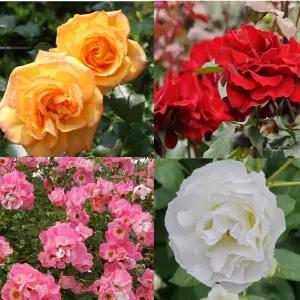 (경기농원)유럽사계넝쿨장미 덩굴줄장미 묘목 다양한 품종