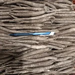 흙 더덕(양유) 2년생 종근 1kg 약 100~120개 - 으뜸산채 산야초 야생화